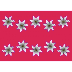 Paro NEW FLEURS DE TIARE