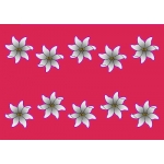 Paro NEW FLEURS DE TIARE